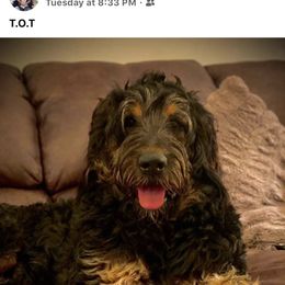 Bernedoodle, Goldendoodle, and Aussiedoodle All Grown Up from Arizona Goldendoodles