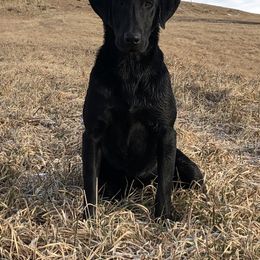 Labrador Retriever All Grown Up from Kicking Bird Gun Dogs