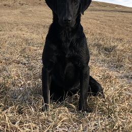 Labrador Retriever All Grown Up from Kicking Bird Gun Dogs