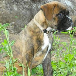 White collar boy - Brindle male Boxer puppy in Isle, Minnesota from Boxers vom Norden