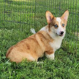 Paul - Red merle and white male American Corgi puppy in Dunbar, Nebraska from Vintage Corgis