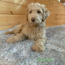 Goldendoodle Puppies from Lundee Doodles
