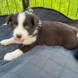 Mocha - Red & white female Miniature Australian Shepherd puppy in Marion, Michigan from Highland Hills Mini Aussies