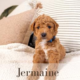 Jermaine - Red  male Goldendoodle puppy in Melba, Idaho from KZ Doodles