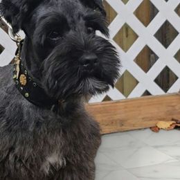 Mango - Miniature Schnauzer