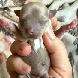 Boy 2 - Silver and white male Chihuahua puppy in Hackleburg, Alabama from Clements Chihuahua