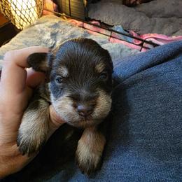 Guinness Lee - Liver female Miniature Schnauzer puppy in Fredericksburg, Virginia from Liver Legends