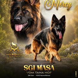Mercy - German Shepherd