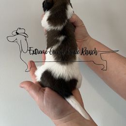 Dachshund Puppies from Extreme Cream Doxie Ranch