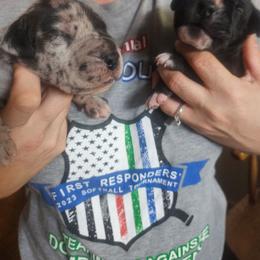 Ryu - Merle male Great Dane puppy in Mineola, Texas from RC Ranch Great Danes And Cane Corsos