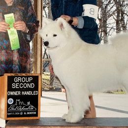 Samoyeds from Arctic Edge Samoyeds