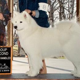 Samoyeds from Arctic Edge Samoyeds