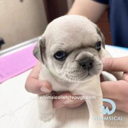 Girl 1 - White female Pug puppy in Cleveland, Ohio from Whimsical White Pugs - Quality Comes First
