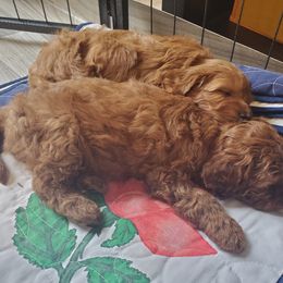 Aussiedoodle, Goldendoodle, and Miniature Australian Shepherd Puppies from JMR Aussies and Doodles