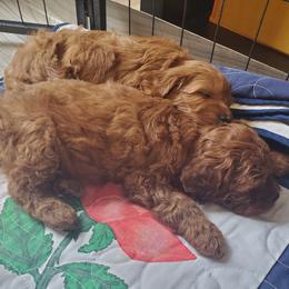 Aussiedoodle, Goldendoodle, and Miniature Australian Shepherd Puppies from JMR Aussies and Doodles