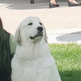 FATE - Great Pyrenees