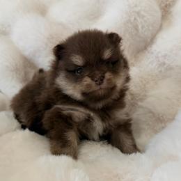 Jelly Bean - Chocolate and tan female Pomeranian puppy in San Antonio, Texas from Pom Pom Lollipop’s