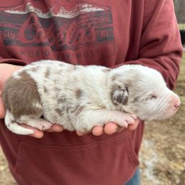 Aspen-red Merle - Red merle male Border Collie puppy in Chattanooga, Tennessee from Ross Vegas Kennels