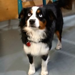 Grace - Miniature Australian Shepherd