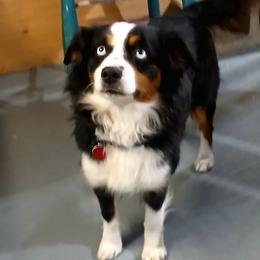 Grace - Miniature Australian Shepherd
