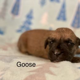 Boerboel, Shorkie, and Toy Australian Shepherd Puppies from SATA Kennels