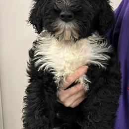 Portuguese Water Dogs from Driftwood Portuguese water dogs