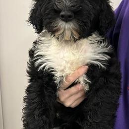 Portuguese Water Dogs from Driftwood Portuguese water dogs