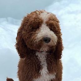 sandy - Poodle