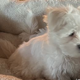 Tie - White male Maltese puppy in Spring Mills, Pennsylvania from AddaSiDanes