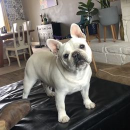 Moo - French Bulldog