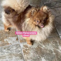 Coco 4 yrs old - Chocolate sable female Pomeranian puppy in Kentucky from Em&M Pomeranians
