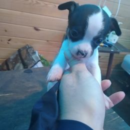 Chihuahua Puppies from Cuties Chihuahuas