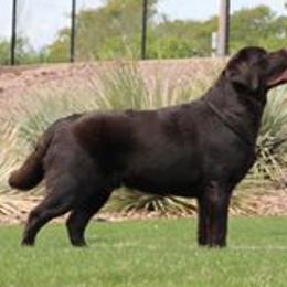Sully - Labrador Retriever