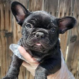 Pantera - Black and white female French Bulldog puppy in Wasco, California from Havaneses de Santillan