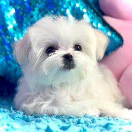Girl 1 - White female Maltese puppy in Arab, Alabama from Always Maltese