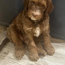 Australian Labradoodle Puppies from Little Kingdom Doodles