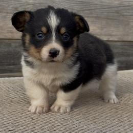 American Corgi and Pembroke Welsh Corgi Puppies from Wild West Corgis