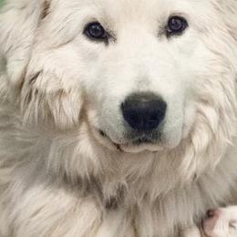English Shepherds and Maremma Sheepdogs from Terra Vitae Farms English Shepherds / Maremma Sheepdogs