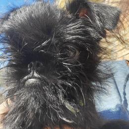 Boq - Black male Brussels Griffon puppy in Pensacola, Florida from Fretwell's Fabulous Griffons