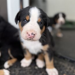 Black boy - Black, white and red male Greater Swiss Mountain Dog puppy in Woodland, Washington from Woodland Swissie’s