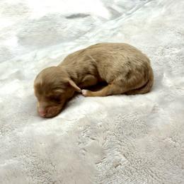 AKC Bingo - Dapple male Dachshund puppy in Laveen, Arizona from Acosta Kennels