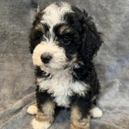 Hanna - Tri-color female Bernedoodle puppy in Battle Creek, Michigan from T-Rose’s Bernedoodle & Pomsky Puppies