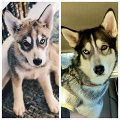 Siberian Husky Puppies from Dixie's Siberians