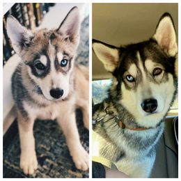 Siberian Husky Puppies from Dixie's Siberians