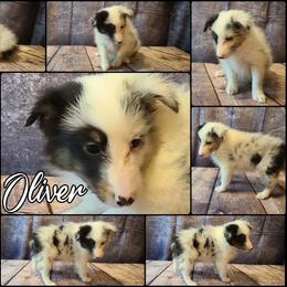 Shetland Sheepdog Puppies from Henotic Homestead's Shetland Sheepdogs