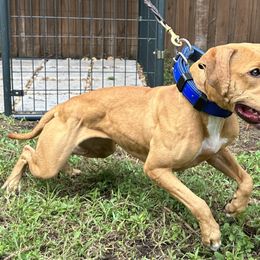 American Pit Bull Terrier All Grown Up from Paradigm Kennels