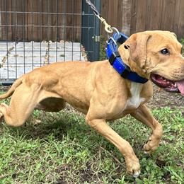 American Pit Bull Terrier All Grown Up from Paradigm Kennels