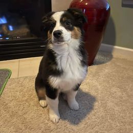 Australian Shepherd Puppies from Grand Ridge Australian Shepherds