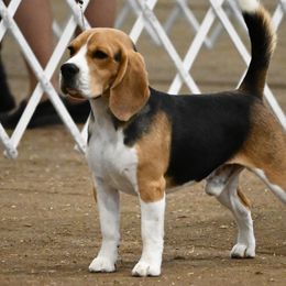 Arthur - Beagle