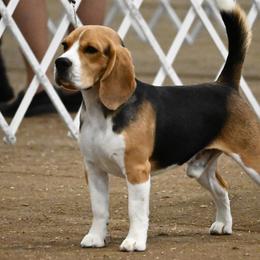 Arthur - Beagle